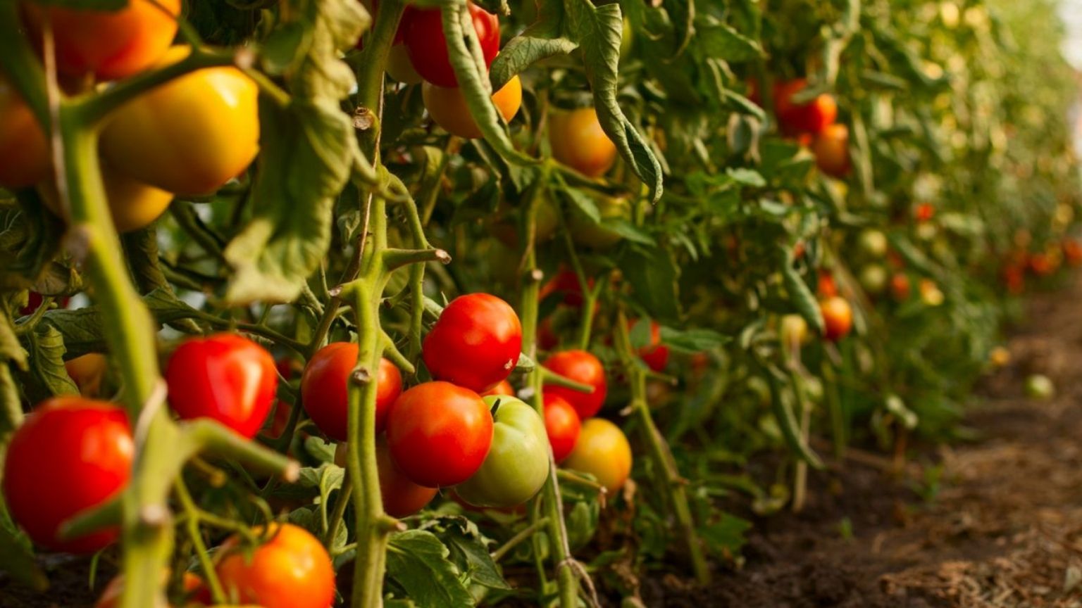 Ya No Da La Horticultura Productores Abandonan Sus Cultivos Punto Mx