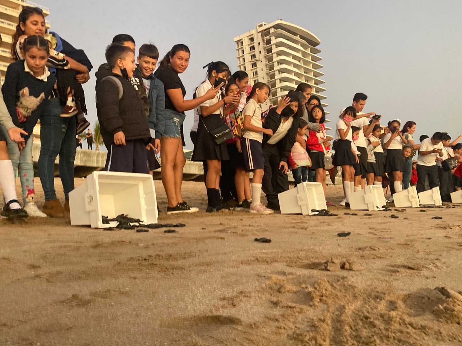 Libres son Acuario Mazatlán libera crías de tortuga golfina Punto MX