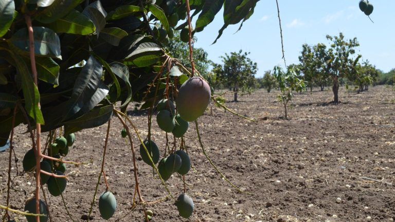 Producci N De Mango En Escuinapa Viene Lenta Y Retrasada Punto Mx