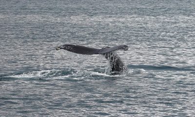 Varamiento de ballenas
