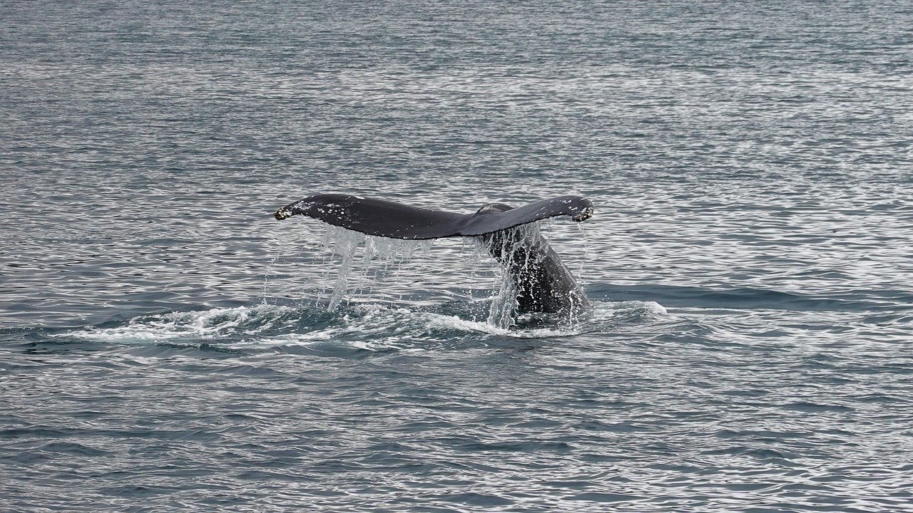 Varamiento de ballenas