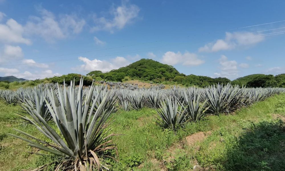 How about Sinaloa and its mezcal? 15 manufacturers far from the top