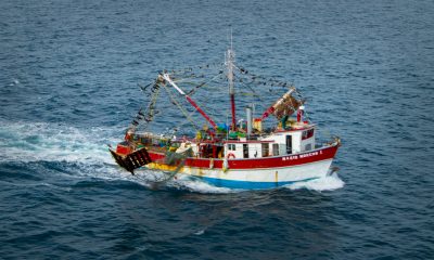 flota camaronera pesca de camaron altamar