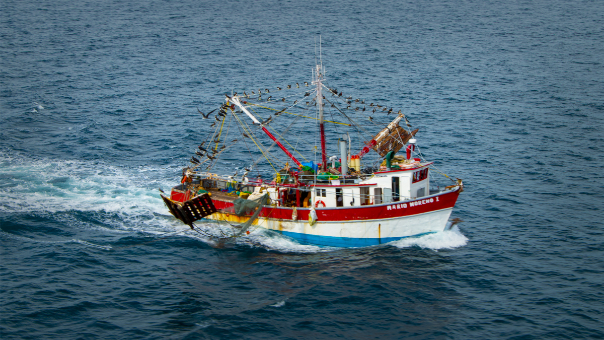 flota camaronera pesca de camaron altamar