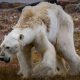 oso polar cambio climático