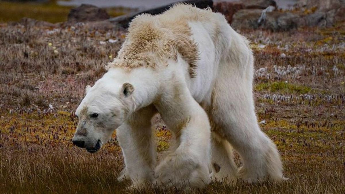 oso polar cambio climático