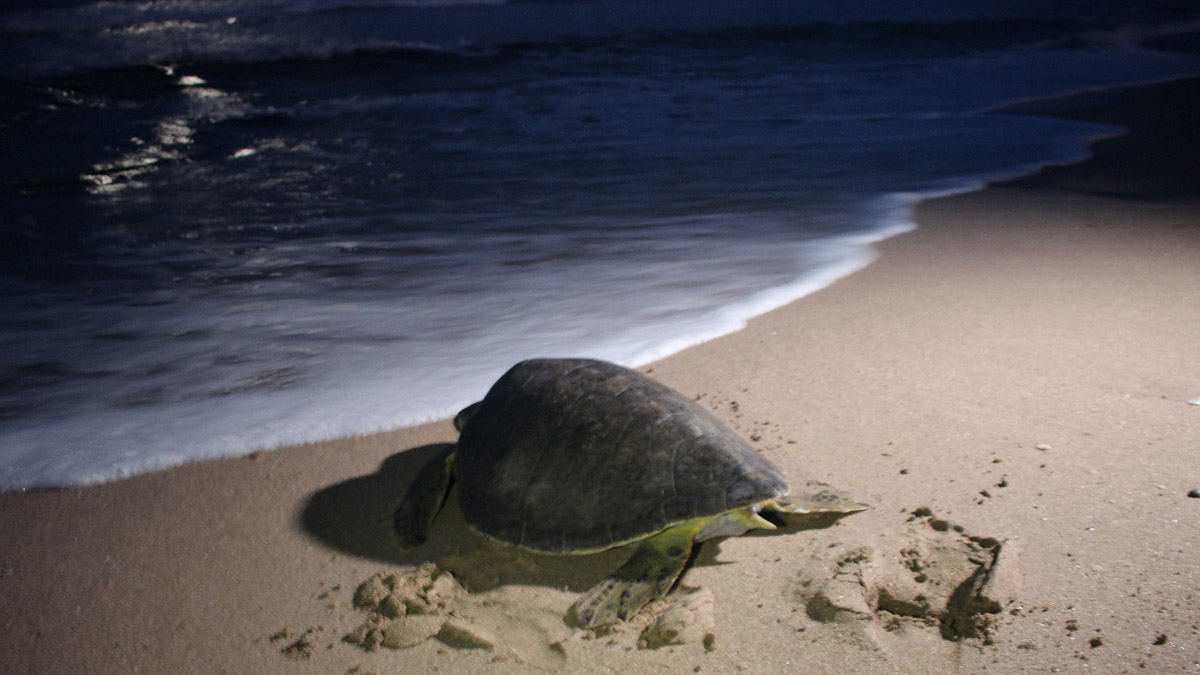 HUEVOS DE TORTUGA GOLFINA