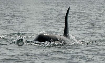 ballenas orcas
