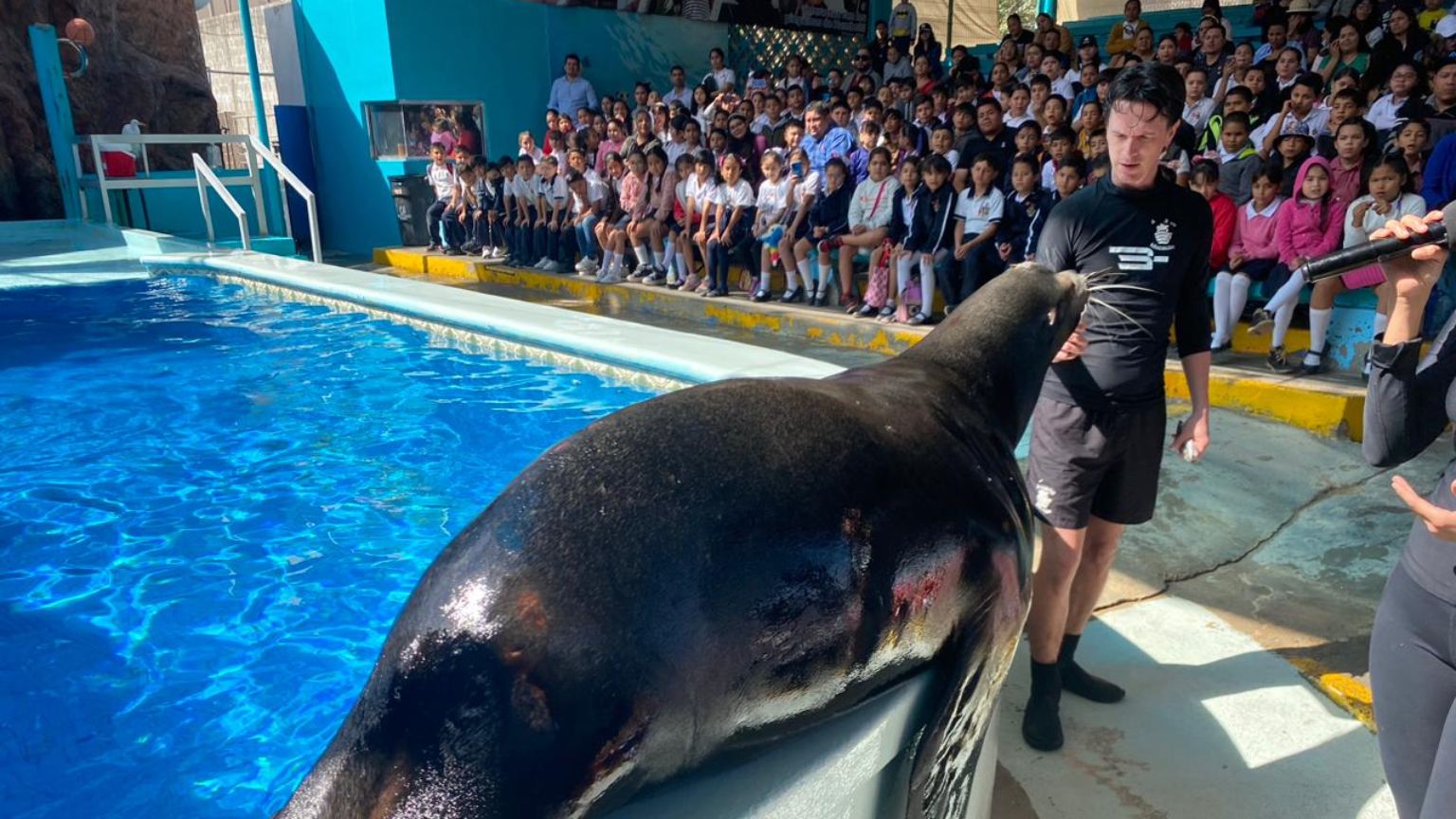 Acuario Mazatlán no pierde el toque, de lo más visitado en el puerto -  Punto MX