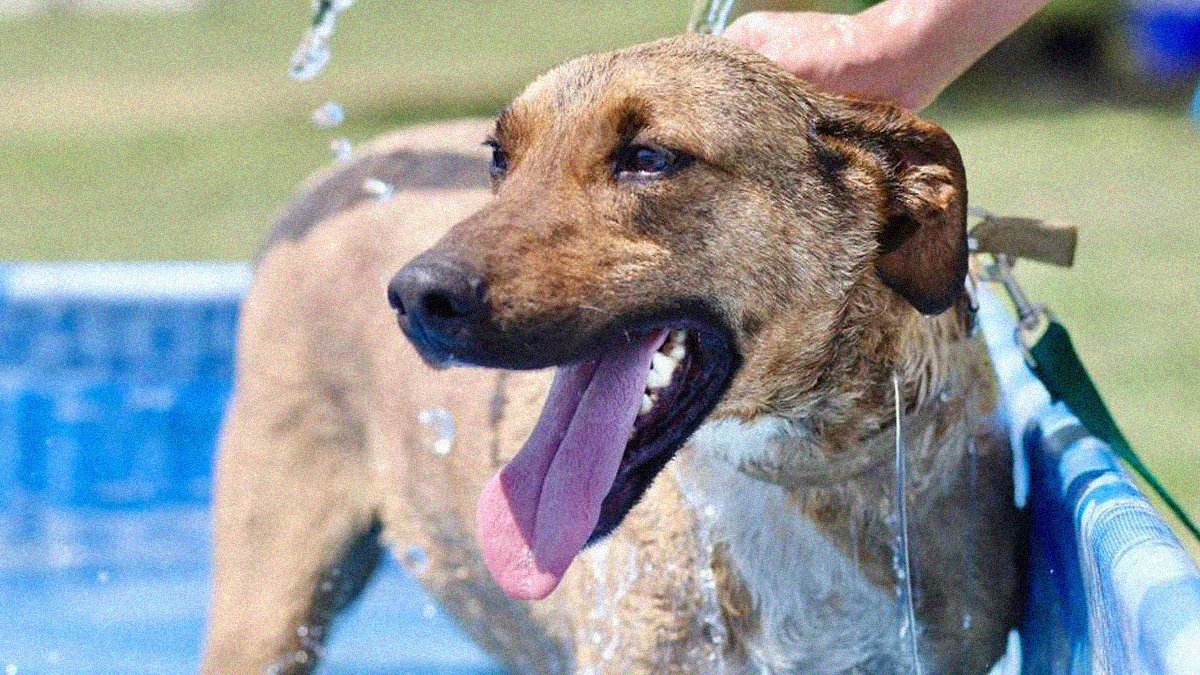 Ola de calor