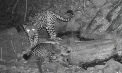 Jaguar en Sinaloa