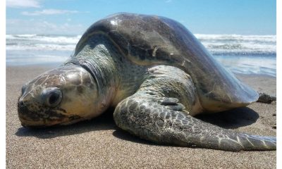 protección de la tortuga marina  
