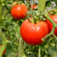 Acuerdo de Suspensión del Tomate Congreso de la Unión Florida Tomato Exchange