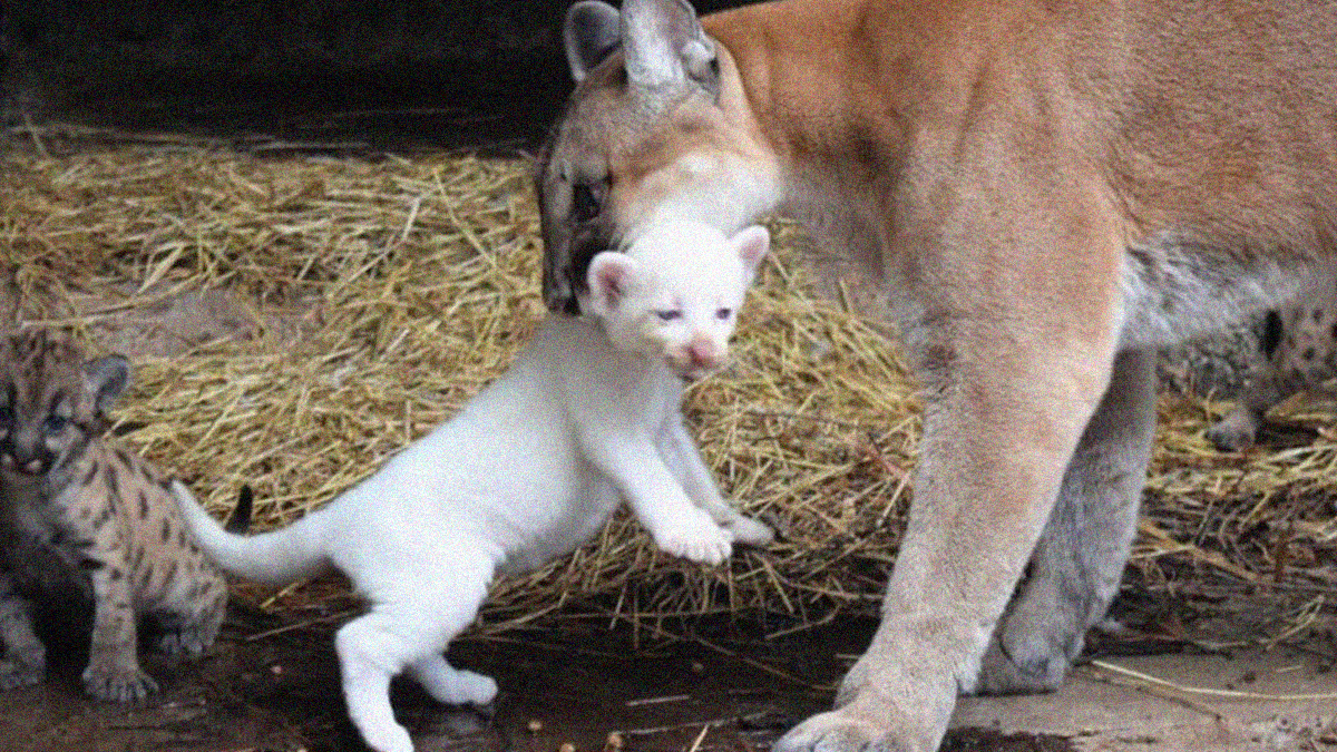 puma albino