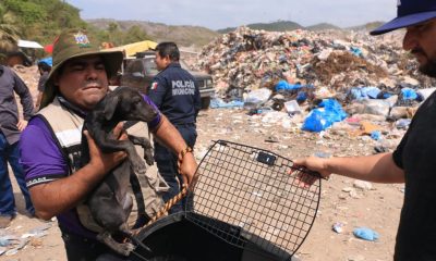 rescatan animales domésticos del basurón municipal 2023