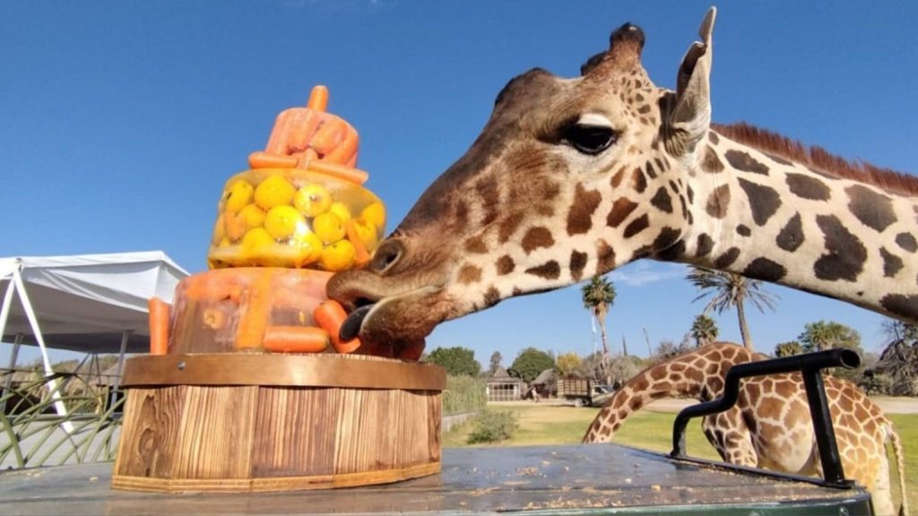 Jirafa Benito ya disfruta de su nuevo santuario, con postre incluido ...