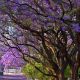 JACARANDAS