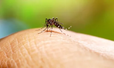dengue en Sinaloa
