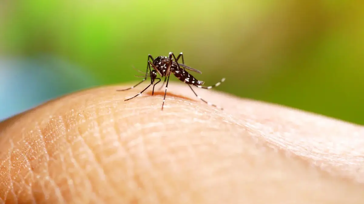 dengue en Sinaloa