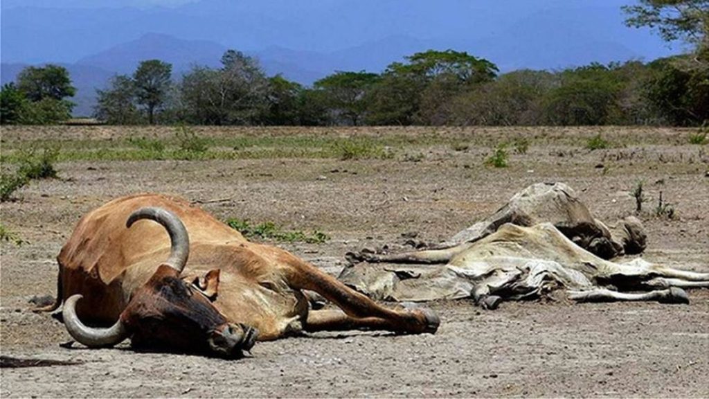GANADEROS DE SINALOA SEQUÍA