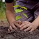 BENEFICIOS DE PLANTAR UN ÁRBOL