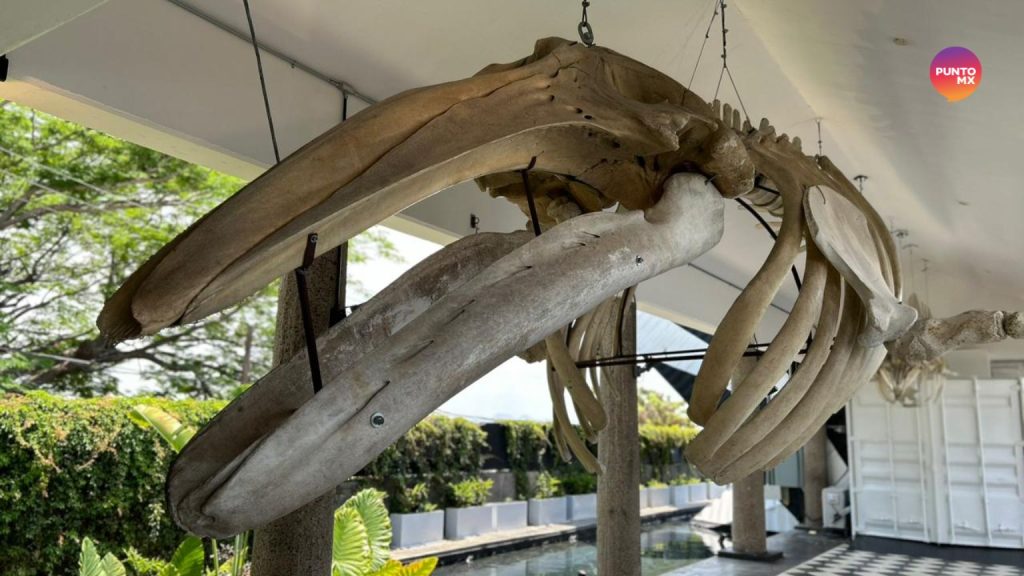 Munba El Museo En M Xico Que Le Rinde Homenaje A La Ballena Punto Mx