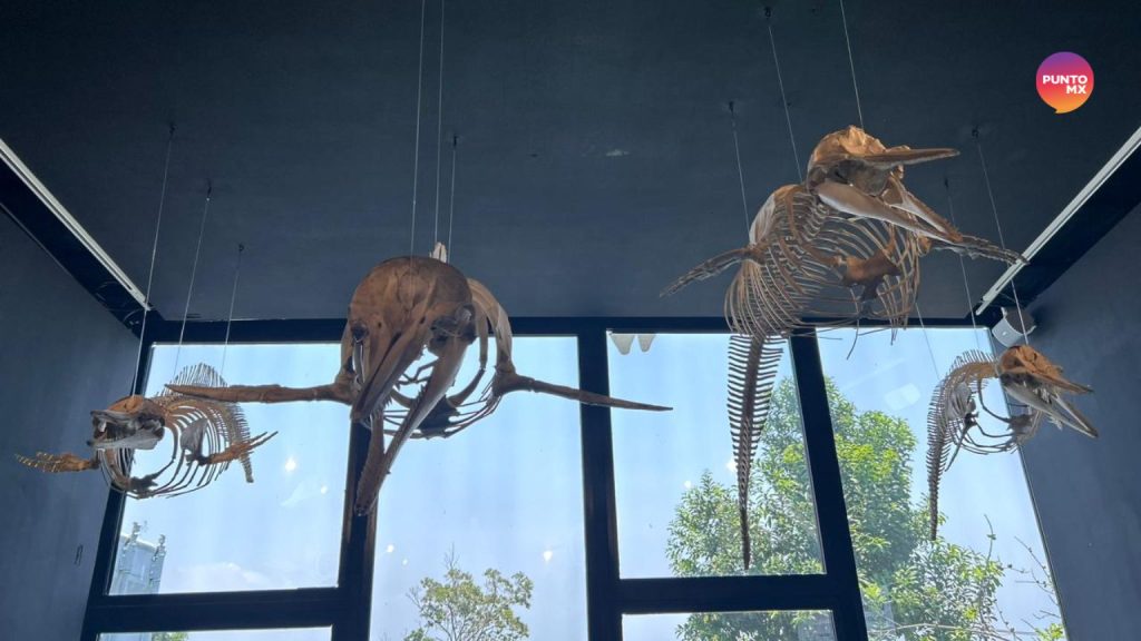 Museo Nacional de la Ballena