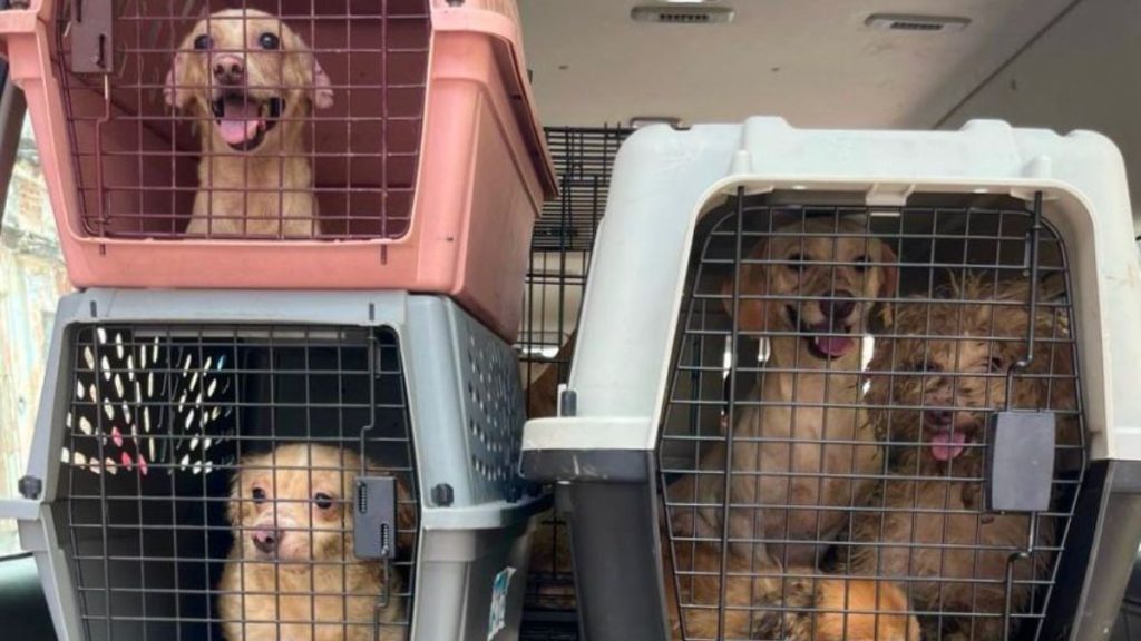 SIN COMIDA, SUCIOS Y ENFERMOS LOS PERROS RESCATADOS