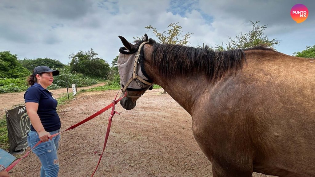 coaching con caballos