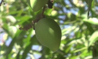 DIVERSIFICAR CULTIVOS DE MANGO