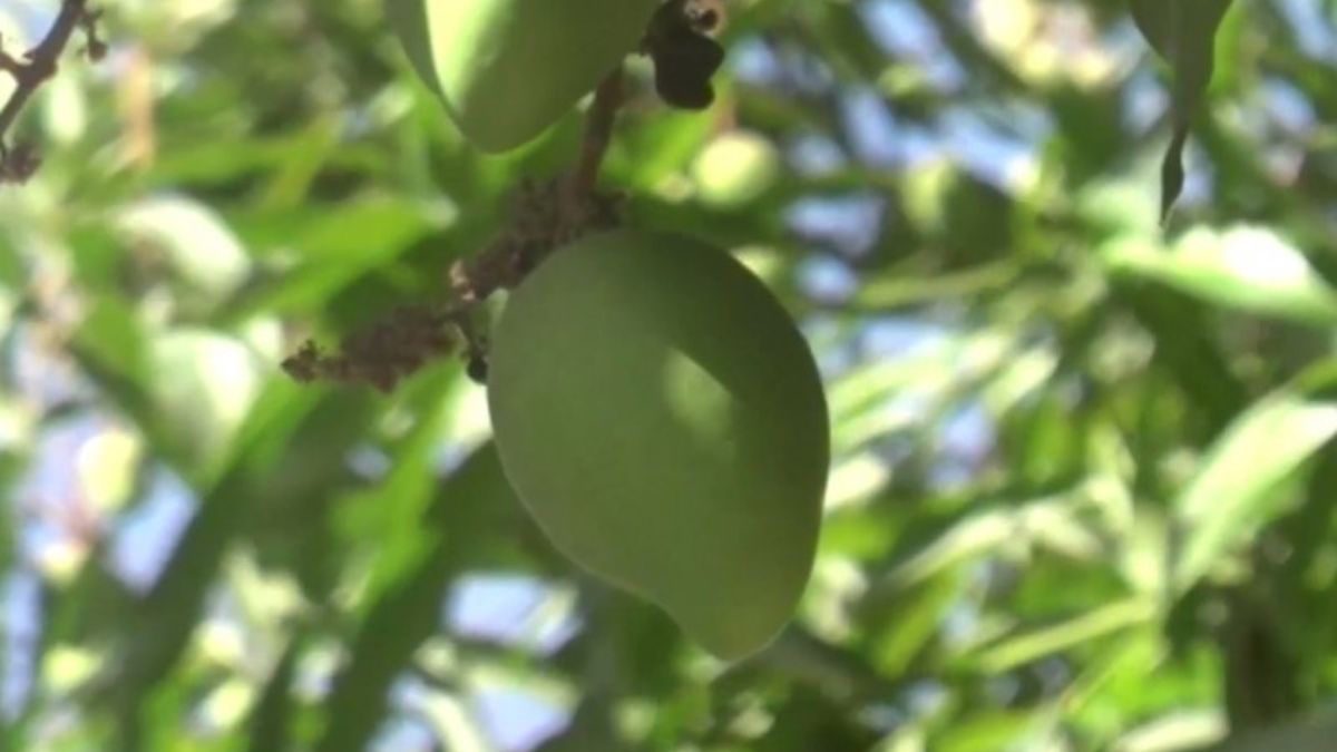 DIVERSIFICAR CULTIVOS DE MANGO