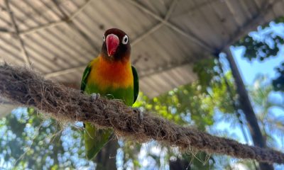 HOSPITAL DE FAUNA SILVESTRE