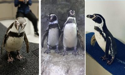 PINGÜINOS