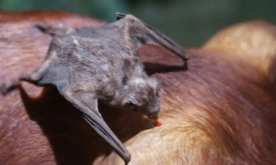 VACUNAS RABIA BOVINA