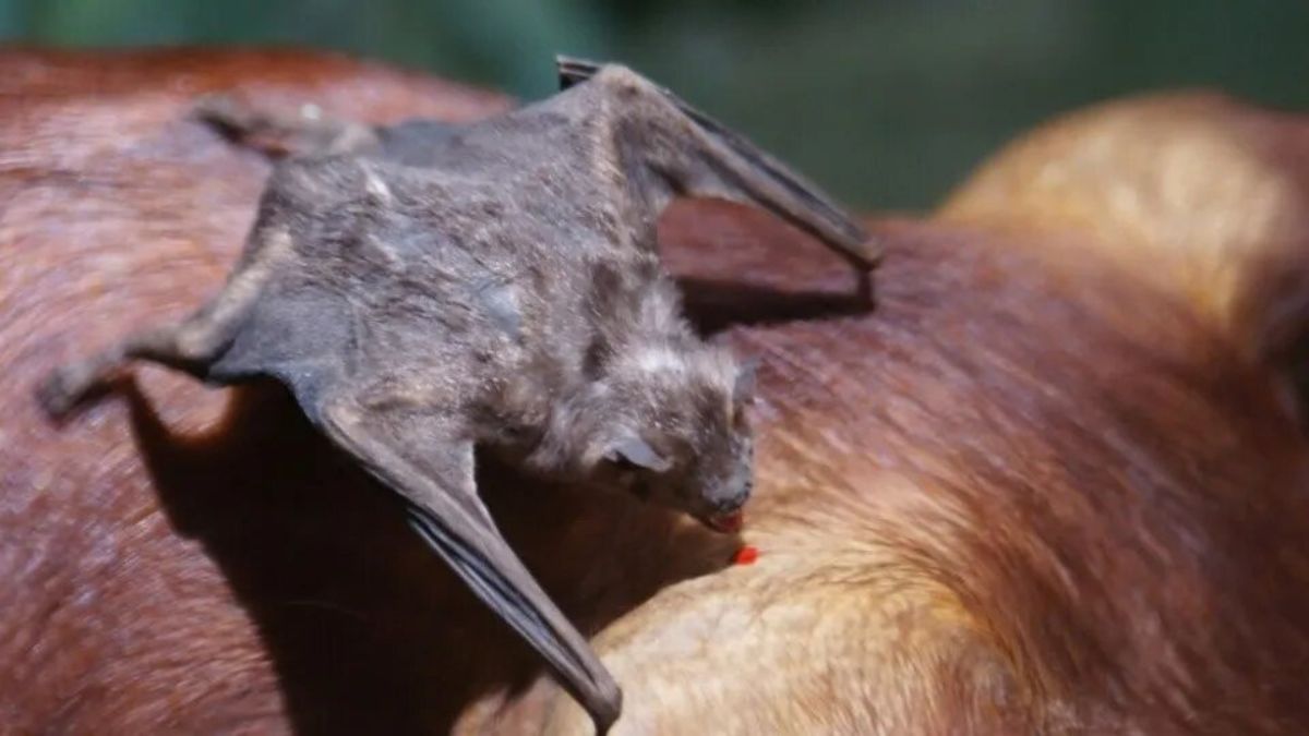 VACUNAS RABIA BOVINA