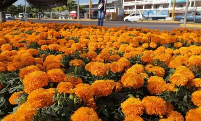 FLORES DE CEMPASÚCHITL