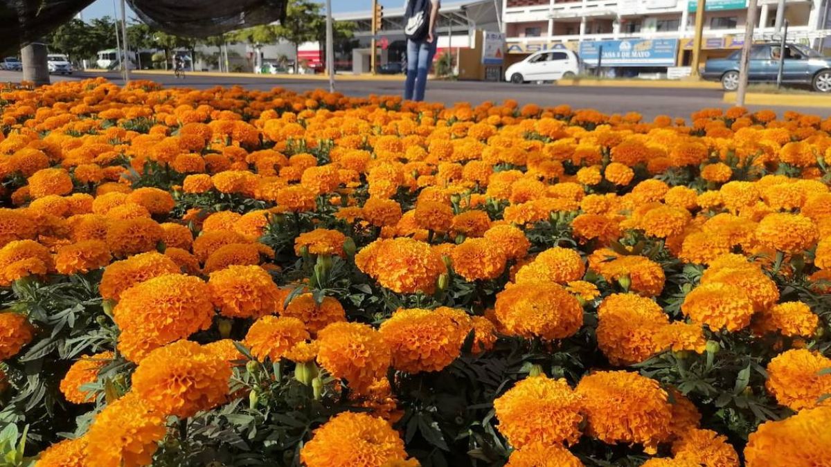 FLORES DE CEMPASÚCHITL