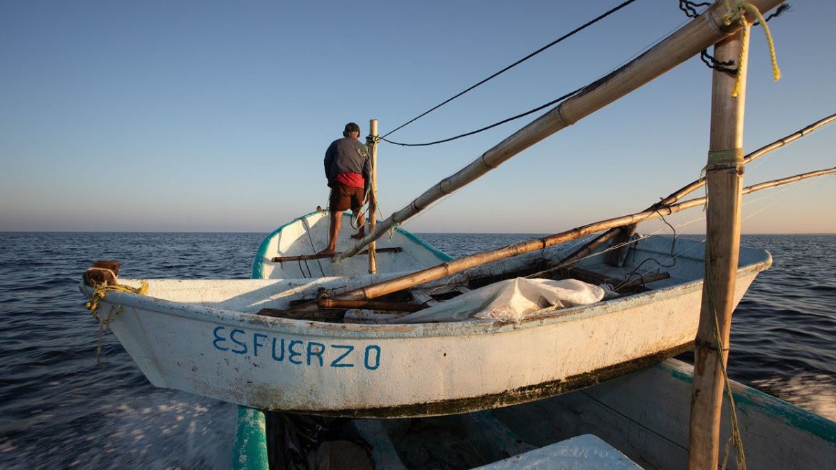 OCEANA MÉXICO PESCA