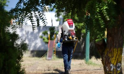 DENGUE EN SINALOA