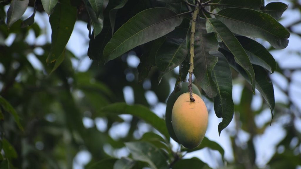 RIESGO PRODUCCIÓN DE MANGO