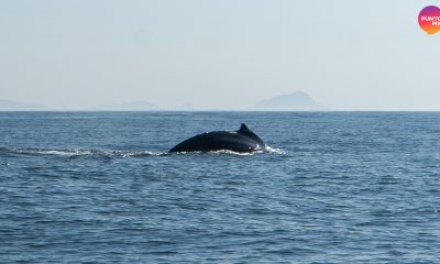 TEMPORADA DE BALLENAS MAZATLÁN