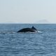 TEMPORADA DE BALLENAS MAZATLÁN