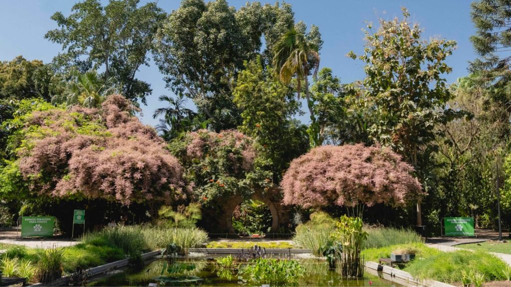 Lluvia de orquídeas