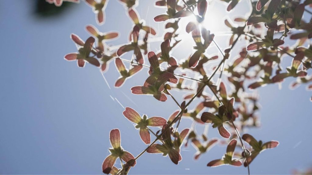 Lluvia de orquídeas
