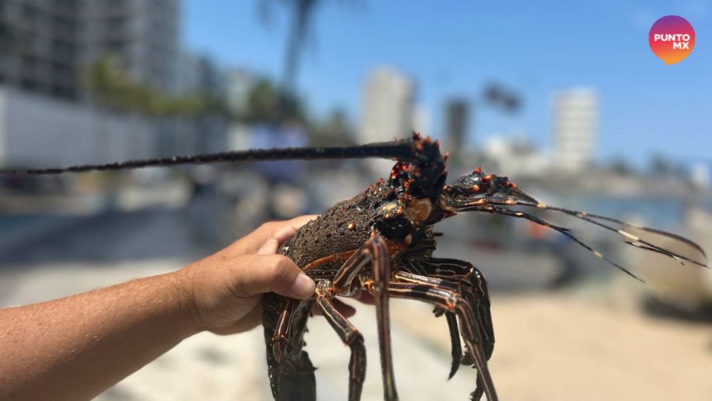 LANGOSTAS EN MAZATLÁN