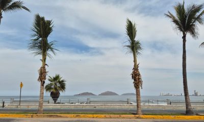 REPONEN PALMERAS PASEO CLAUSSEN