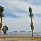 REPONEN PALMERAS PASEO CLAUSSEN