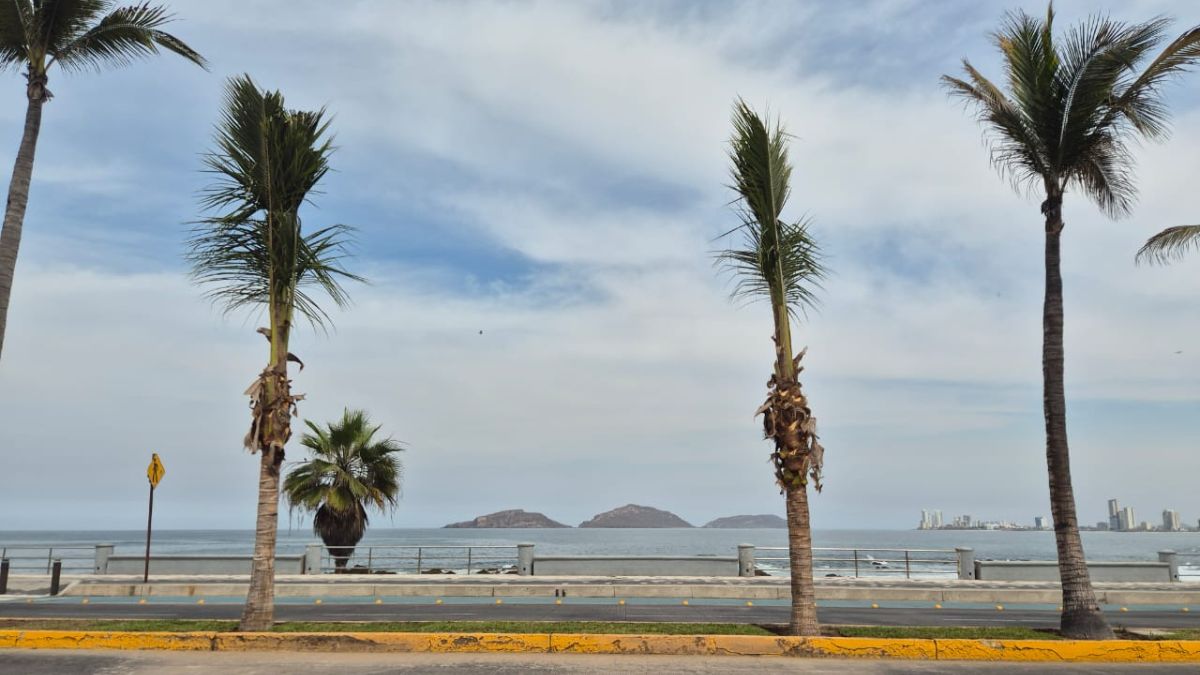 REPONEN PALMERAS PASEO CLAUSSEN