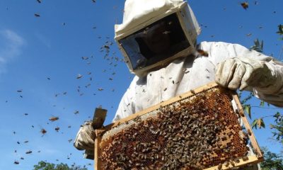 REPORTAN PANALES DE ABEJAS