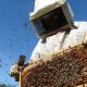 REPORTAN PANALES DE ABEJAS